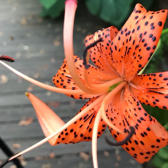 Meet your Posher, Michelle - Picture 3 of 10